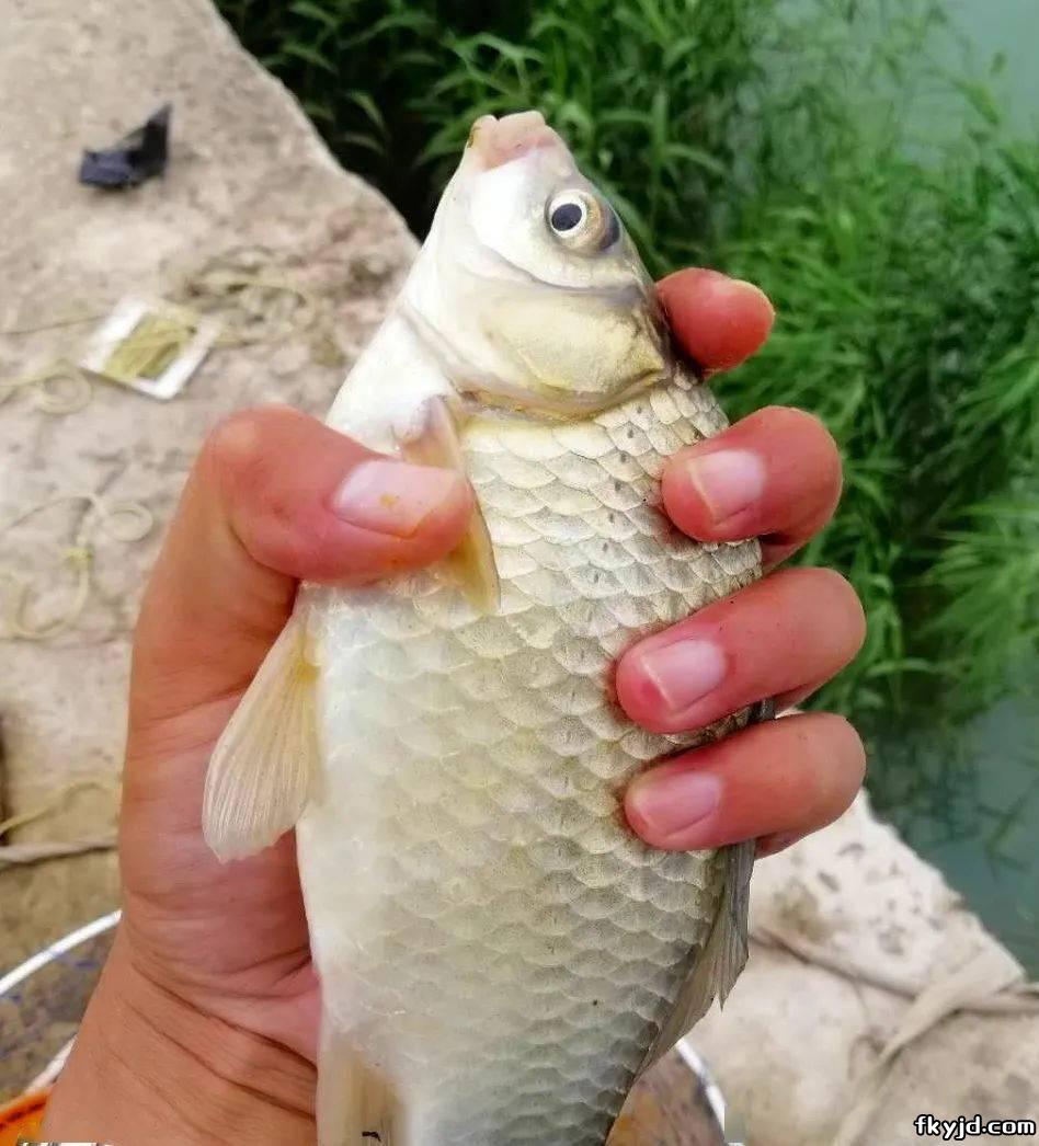 告诉你最出鱼的时间节点，夏季出钓一定要记住喽！ 