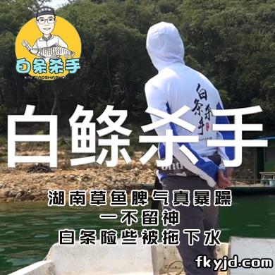 白条杀手 湖南草鱼脾气真暴躁，一不留神，白条险些被拖下水